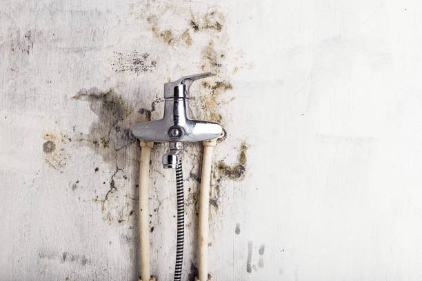 Best Affordable Mold Removal  in Beaver, OK