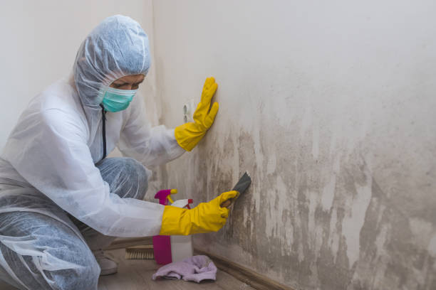 Best Attic Mold Removal  in Beaver, OK