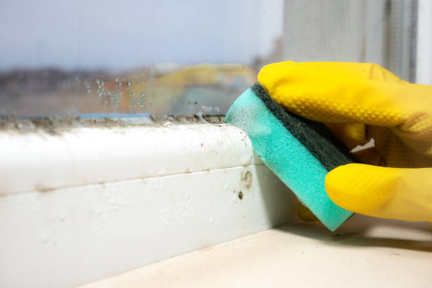 Best Commercial Mold Removal  in Beaver, OK