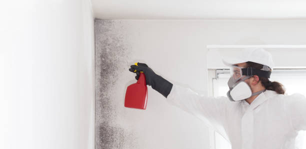Best Black Mold Removal  in Beaver, OK