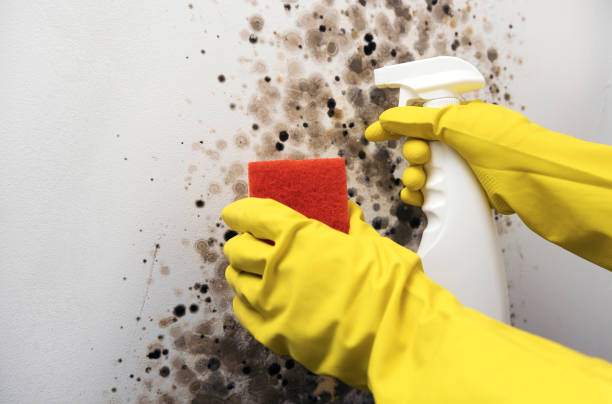 Best Toxic Mold Removal  in Beaver, OK