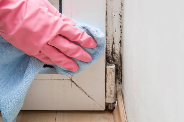 Best Local Mold Removal Service  in Beaver, OK