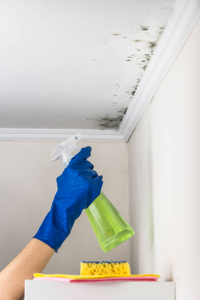 Best Fast Mold Removal  in Beaver, OK